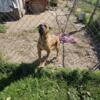 Cane corso male for sale