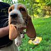 Male Bassett Hound Puppy