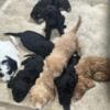 Mini Golden Doodles for sale Royal Oak, Mi area