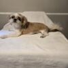 shih-tzu male puppy    BUSTER