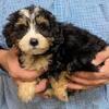 Mini Bernedoodle Bronxx
