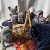AKC Naples Lilac and Tan Big Rope French Bulldog/Fluffy