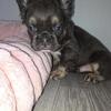 Fluffy frenchies AKC