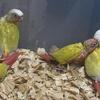 Pichones de Suncheek y Suncheek red factor 