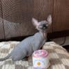 Sphynx female black color in Pompano Beach, FL