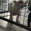 bully/frenchi pups