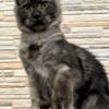 Maine coon boy, black smoke