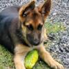 AKC German Shepherd Puppies For Sale in Edenton NC