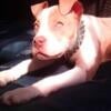 Bully XL female pup XL