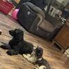 Havanese