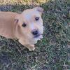 Labrador Retriever Mix Puppies 