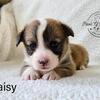 AKC Pembroke Welsh Corgi Puppies