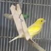SOLD  Gorgeous Singing Male Babies for Sale and 2 proven females