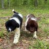 Beautiful Newfoundland babies-AKC/OFA 