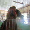 Sun Conure Babies Available