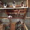 Pigeons and doves for sale in NW Ohio