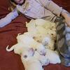 XL GREAT MALANEES GUARDIAN PUPS