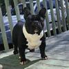 2yr old french bulldog