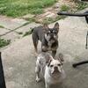 Frenchie Pups Forsale
