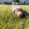 AKC silver Charcoal Females