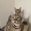 NO LONGER AVAILABLE: Adult female bengal ready to go to forever home