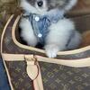 Beautiful AKC Pomeranian Pup
