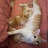 7 Week Old Healthy Orange And White Kittens