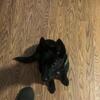 Female Belgian Malinois puppy