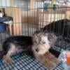 Male and Female Yorkie Poo