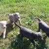 AKC Lab Puppies