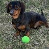 Short Hair Black and Tan Stud - Dachshund