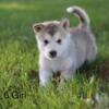 AKC Alaskan Malamute Puppies Available Sept 19th