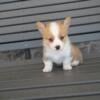 4 females AKC Pembroke Welsh corgi