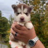 Wooly husky puppiesssss