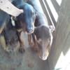 Doberman Pincher puppies