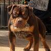 Bossy Goodbar Granddaughter