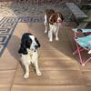 AKC English Springer Spaniels