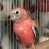 Custom Aviary with Bourke Parrots and Button Quail