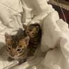 Bengals