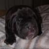 Neapolitan mastiff male