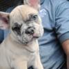 Bentley merle french bulldog