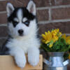 Pomsky Puppies for Sale - New Castle Indiana