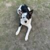 5 month old cattle dog/border collie cross.