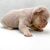 360 Exotix Kennel Top Quality French Bulldogs