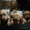 Golden Retriever Puppies AKC