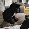 Female Neapolitan mastiff puppy