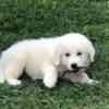 Great Pyrenees Puppies  full blooded, shots, dewormed and microchipped