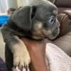 4 Beautiful French bulldog puppies