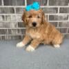 F1B Golden doodle for sale