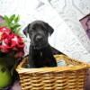 Labradane puppies for sale